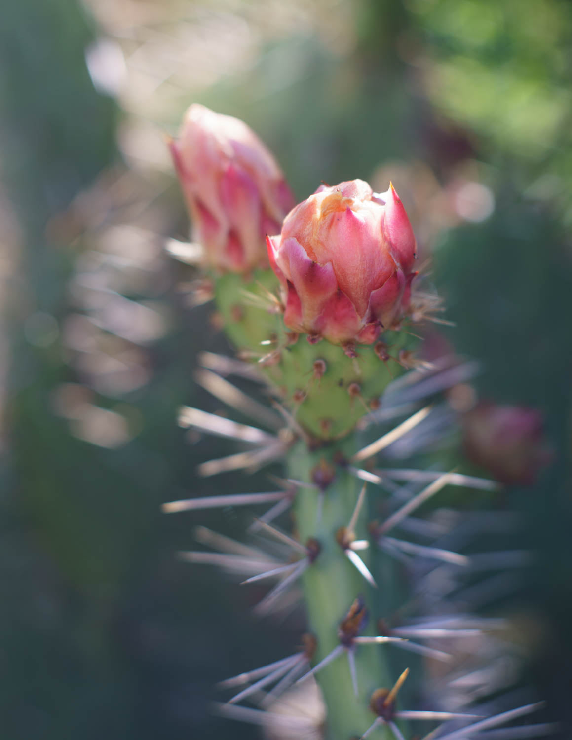 Chroma - Film Presets for Lightroom